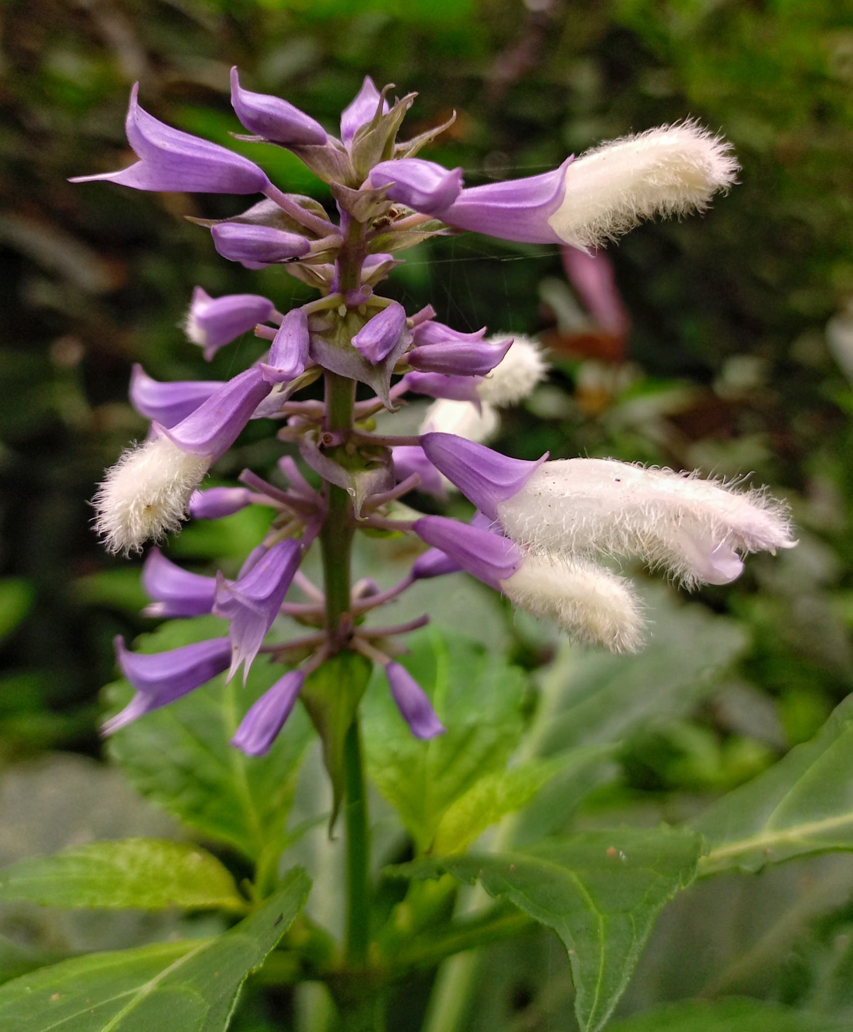 Salvia divinorum